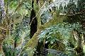 2007 03 23 Franz Josef _ Fox Glacier 075_DXO